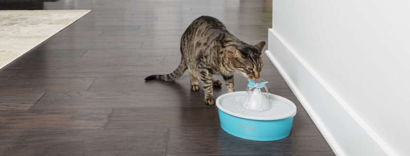 ᐅ Drinkfonteinen Voor Katten - Vergelijking & Koopgids September 2020